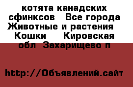 котята канадских сфинксов - Все города Животные и растения » Кошки   . Кировская обл.,Захарищево п.